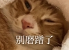 萌宠 猫星人 别磨蹭了 嫌弃 搞怪 呆萌