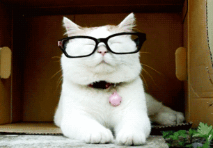 猫咪 戴眼镜 铃铛 可爱