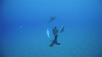 海洋 动物 海 水下 海豚 跳水 自由跳水