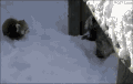 可爱  雪地   摔倒
