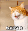 萌宠 猫星人 你赶紧走吧 不想看见你 搞怪 呆萌 逗