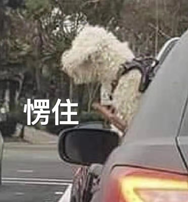 魔性 大杂烩 搞笑 逗 沙雕