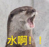 萌宠 海豹 水啊 渴了 呆萌 搞怪