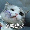 萌宠 喵星人 多喝热水 喝点水 呆萌 憨憨