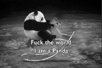 熊猫 骑马 黑白 可爱