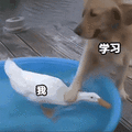 萌宠 狗 鸭子 我学习 我和学习 搞怪 伤心