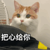 萌宠 猫星人 把心给你 期待 呆萌 可爱