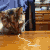 猫 吸 面 cat