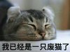 萌宠 喵星人 我已经废了 生无可恋 憨憨 可爱