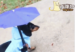 狗狗 雨伞 下雨 可爱