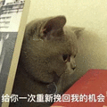 萌宠 猫咪 猫 喵星人 给你一次 重新挽回我的机会 挽回 伤心