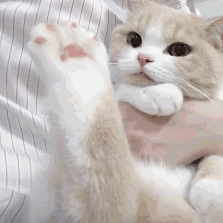猫星人 可爱 呆萌 逗 表情