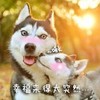 哈士奇 眼神 二哈 幸福来得太突然