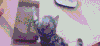 猫 可爱 萌宠 喵星人 猫咪 搞笑