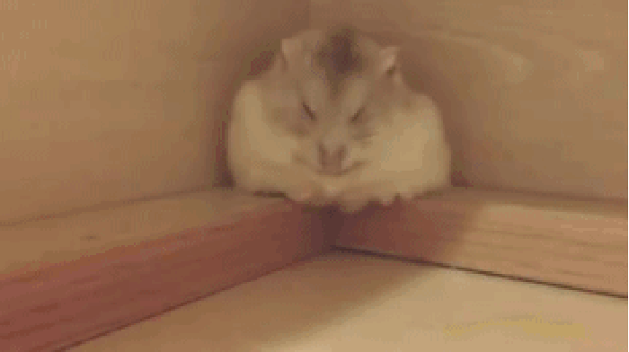 猫咪 睡觉 墙角 萌萌哒