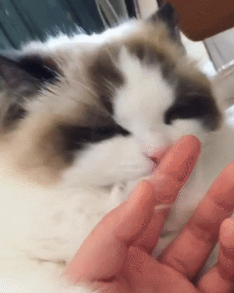 猫咪 可爱 舔手指 搞笑