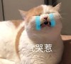 萌宠 猫星人 气哭 难受 呆萌 可爱