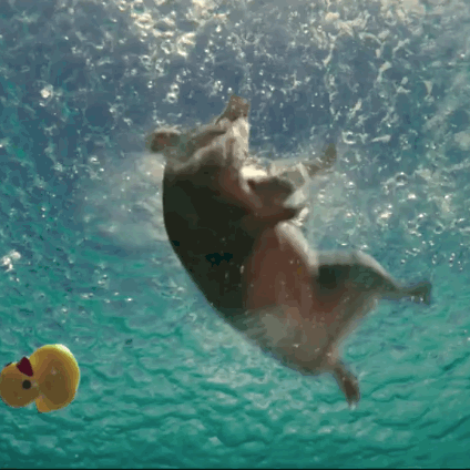 海滩 猪 游泳 可爱 蠢萌 pig