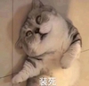 萌宠 猫星人 装死 我不知道啊 装傻 搞怪 逗