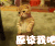 猫咪 可怜 原谅我吧 原谅我