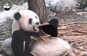 大熊猫 国宝 吃竹子 卖萌 撒娇