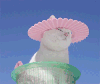 猫 太阳  酷 牛逼   屌丝