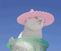 猫 太阳  酷 牛逼   屌丝