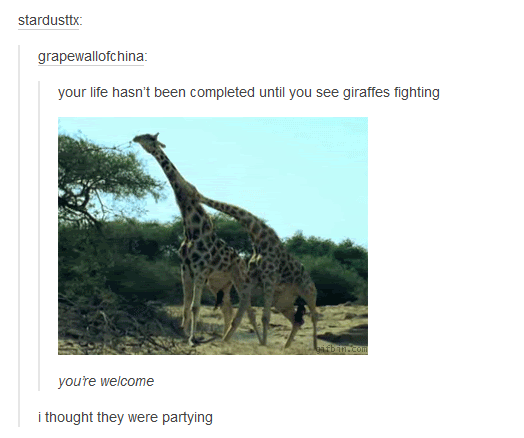 Imgur 有趣的 金 Tumblr 长颈鹿