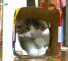 猫咪 可爱 萌宠 萌萌哒