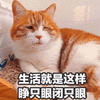 萌宠 猫咪 猫 生活就是这样 睁只眼闭只眼 搞怪