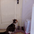 猫咪 跳跃 开门 可爱