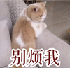 萌宠 喵星人 别烦我 走开 憨憨 傲娇