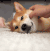 萌宠 狗 汪星人 柴犬