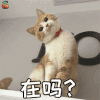 萌宠 猫咪 猫 蒙圈 在吗