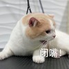 萌宠 猫星人 闭嘴 不要说话 呆萌 可爱