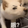 萌宠 汪星人 哦 好奇 搞怪 逗