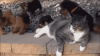 台阶 猫咪 狗狗 玩耍