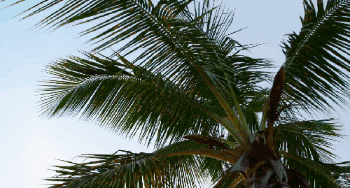 植物 椰树 纪录片 维尔京群岛 美国 风景
