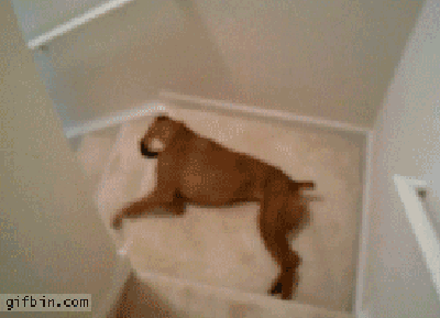 啊 懵逼  楼梯  狗 萌
