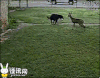 汪星人 贱狗 欠 鹿 奔跑
