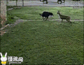 汪星人 贱狗 欠 鹿 奔跑
