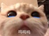 萌宠 猫星人 呜呜呜 难受 呆萌 可爱