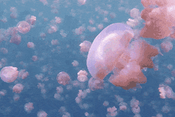 海底 水母 游泳 漂亮