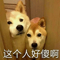 萌宠 狗 柴犬 汪星人 傻 这个人好傻啊