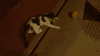 猫咪 玩耍 可爱 萌宠