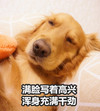 萌宠 汪星人 满脸写着高兴 浑身充满干劲 搞怪 逗