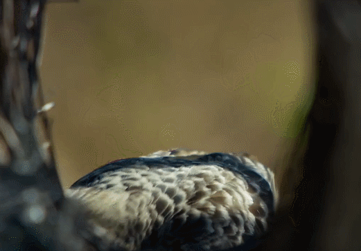 可爱 地球脉动 好奇 看 紫翅椋鸟 纪录片