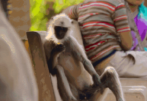 可爱 叶猴 吃 地球脉动 纪录片