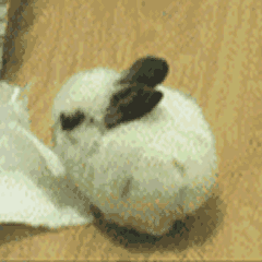 搞笑 兔子 淘气 玩耍