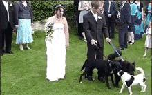 婚礼 结婚 狗狗 尿尿 留纪念 搞笑